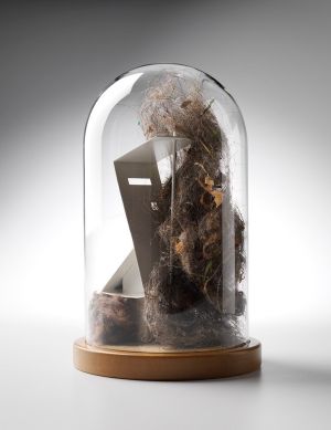 Secret Life of Domestic Dust: Beggar's Velvet