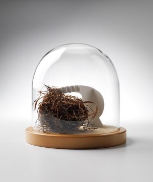 Secret Life of Domestic Dust: Fleurieu Enigma